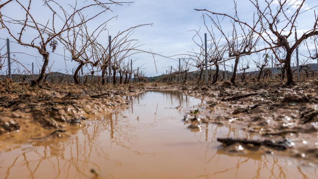 Daños en la comarca Utiel-Requena a causa del granizo. Efe / Biel Aliño