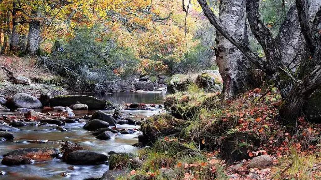 Hayedo de Montejo: el espectacular bosque a menos de una hora de Madrid.