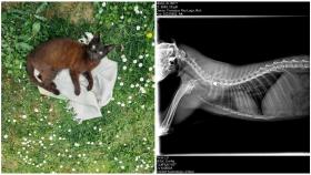 El gato Morito y su radiografía mostrando el balín con el que le dispararon