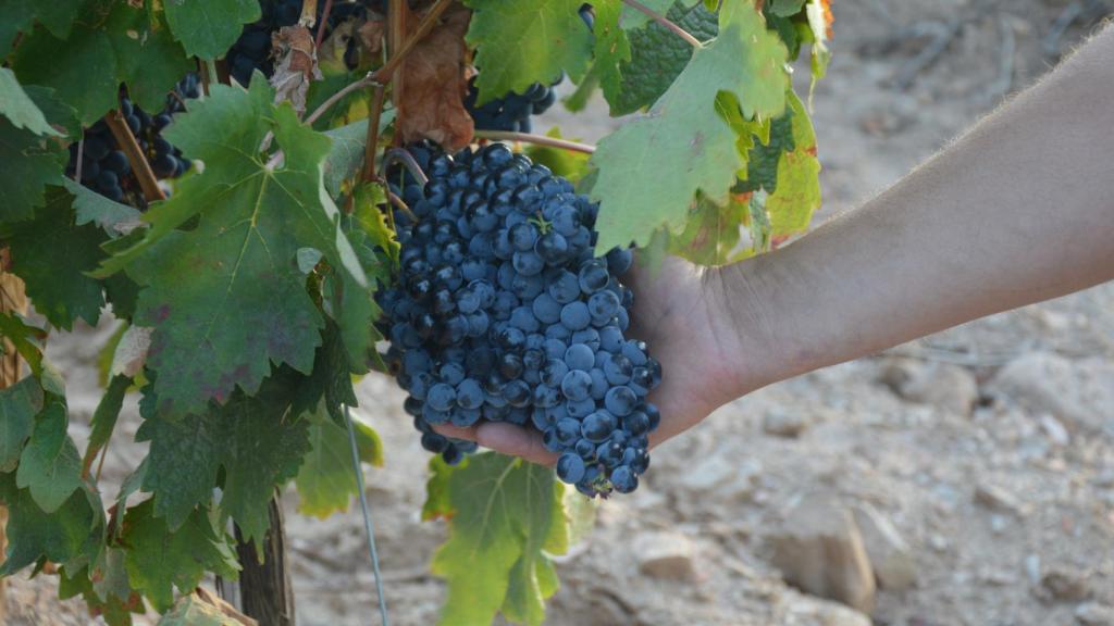 Un racimo de uvas en el momento de su vendimia