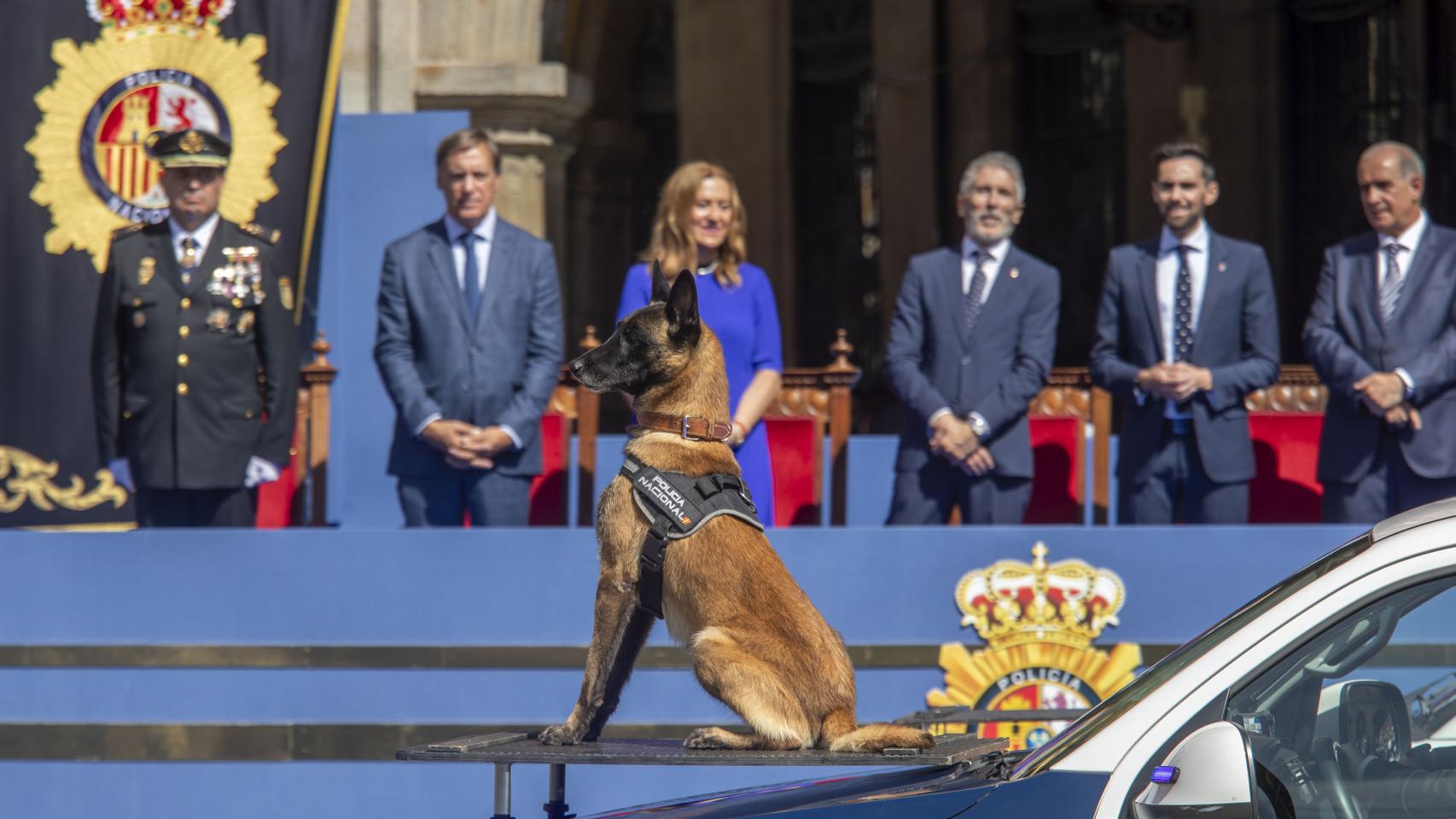 Unidad Canina de la Policía Nacional en el desfile del Día de la Policía presidido por Grande-Marlaska