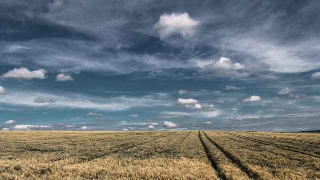 Un campo de trigo bajo unas nubes que amenazan tormenta.