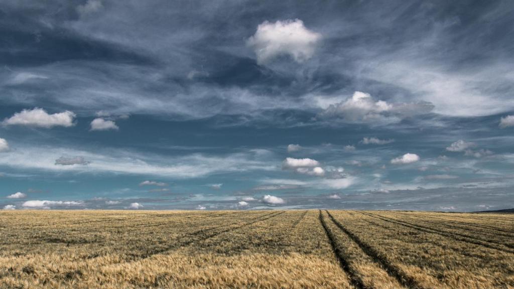 Un campo de trigo bajo unas nubes que amenazan tormenta.