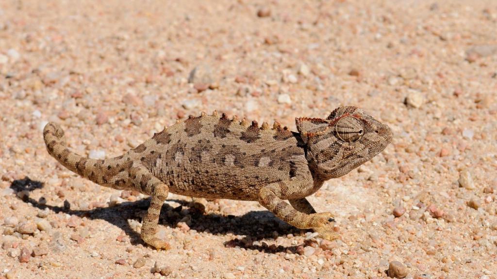 Camaleón Namaqua