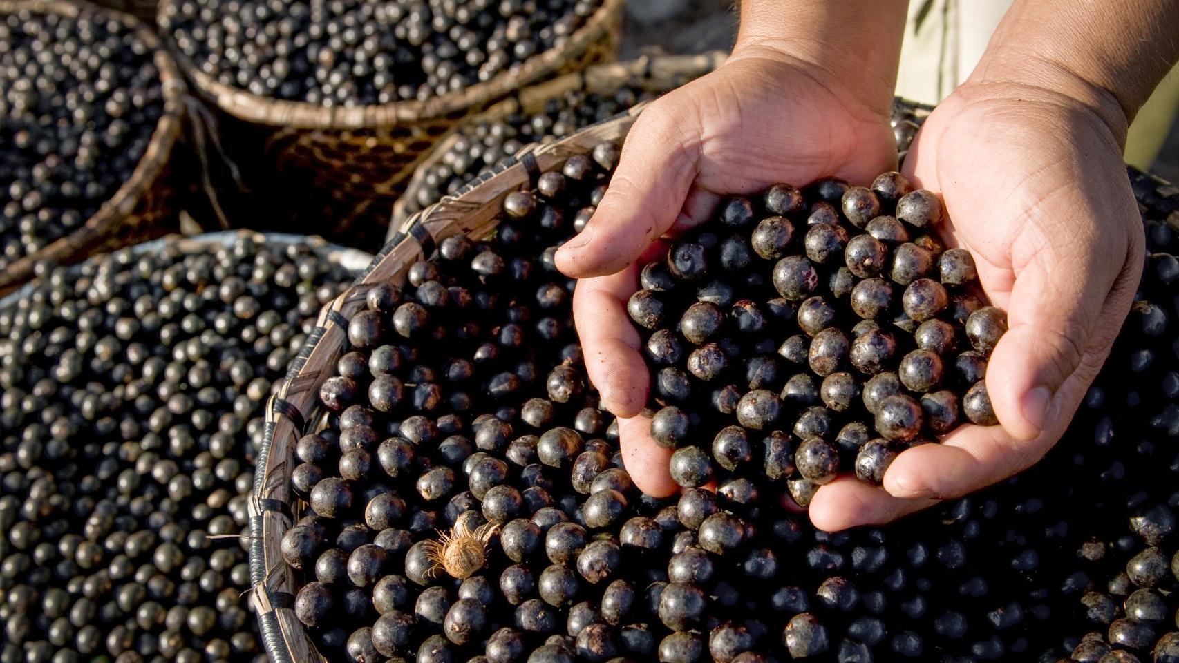 Cestos repletos de açai.