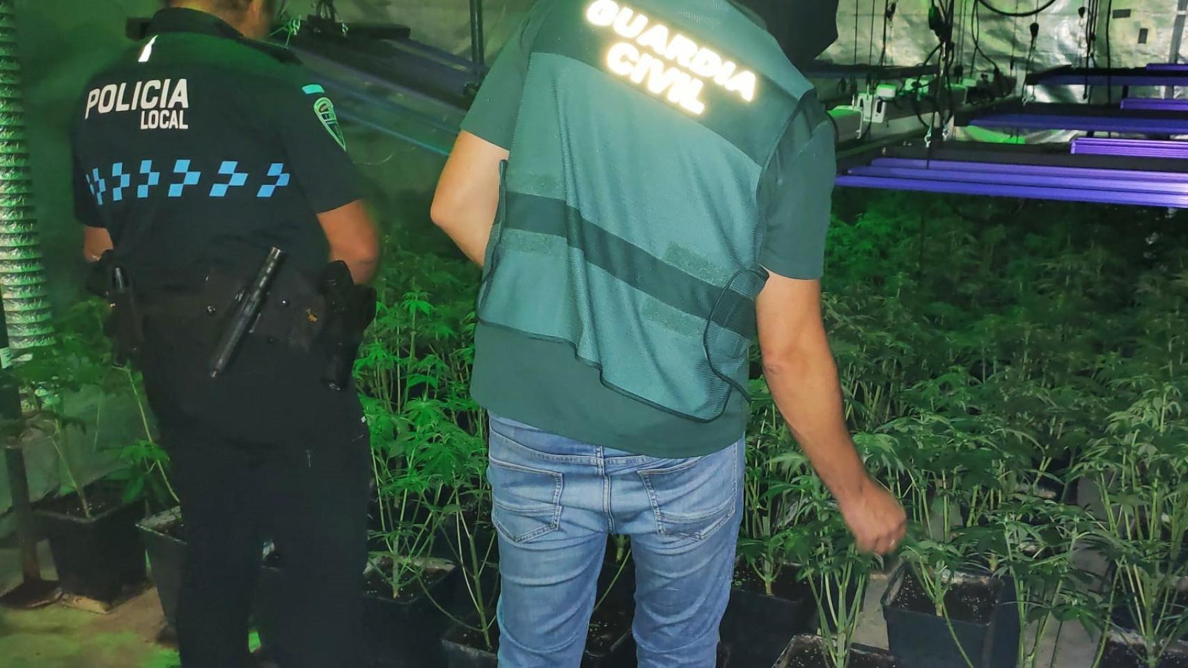 La Guardia Civil de Albacete detiene a dos personas y desmantela un cultivo de cannabis sativa en Tarazona de La Mancha