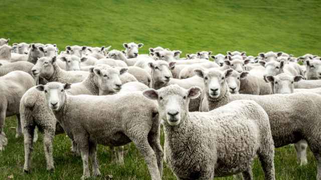 Imagen de archivo de un rebaño de ovejas.