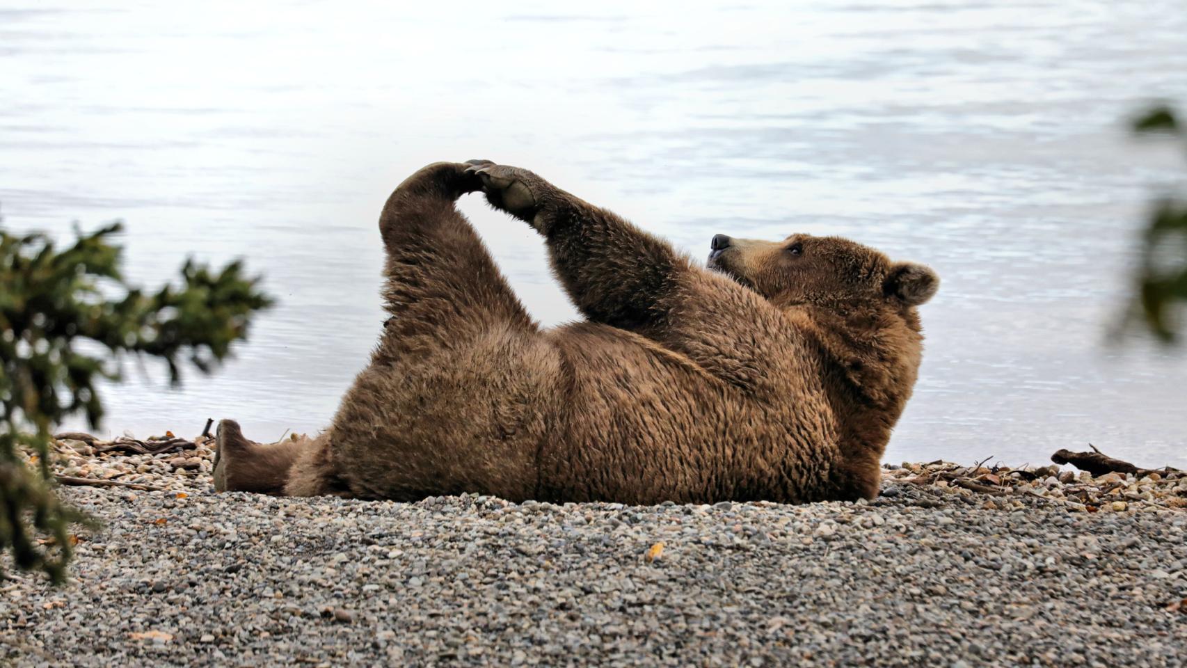 Un oso haciendo yoga.