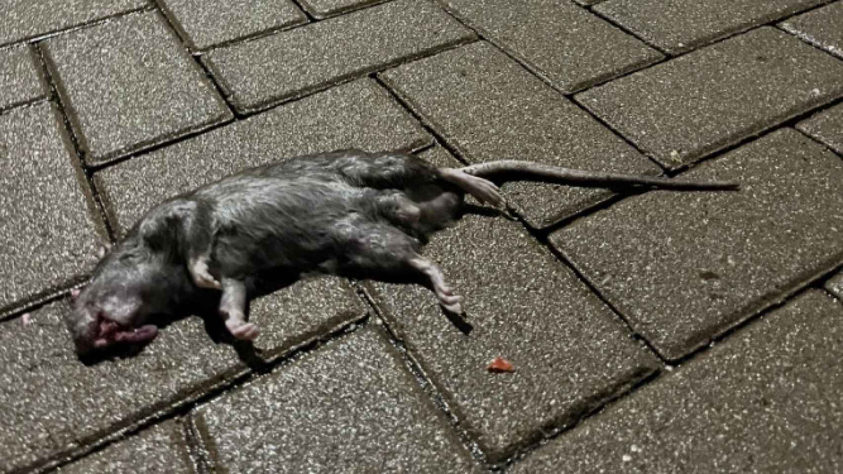 Una rata muerta en las inmediaciones de la calle Praga, en Alcorcón.