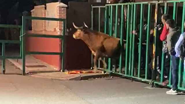 Un toro se queda atascado en una talanquera en el encierro urbano de Mojados
