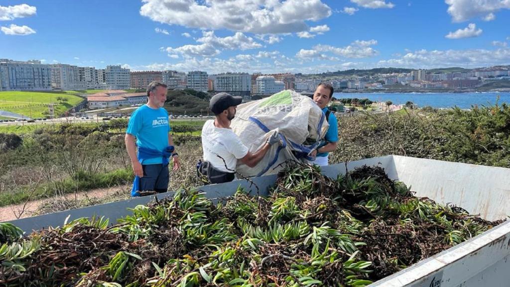 Retirada más de una tonelada de especies exóticas invasoras en el entorno de la Torre de Hércules.