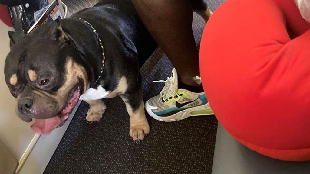 Imagen del perro en el avión.