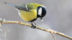 ¿Puede la ciudad cambiar el color de las aves que cohabitan en ella?