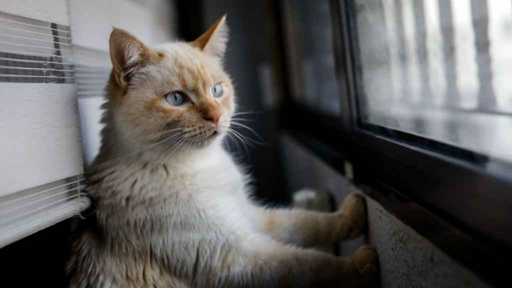 Un gato mira desde la ventana de una casa.
