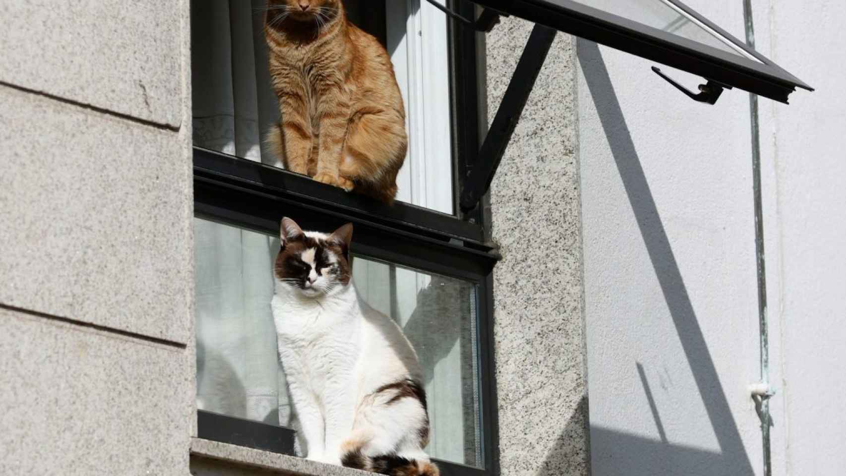 Dos gatos permanecen en la ventana de una casa.