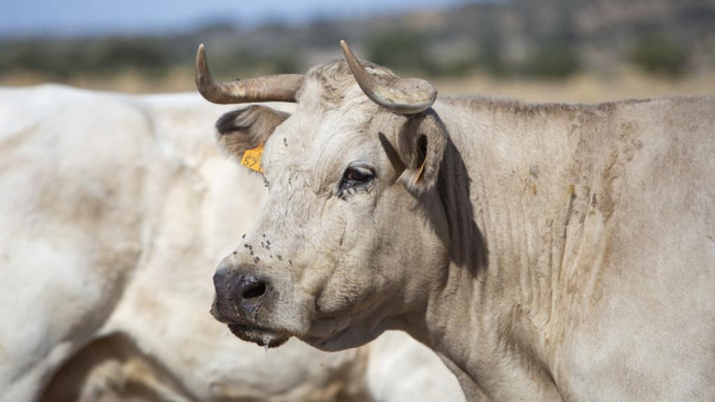 Una explotación ganadera de Castilla y León