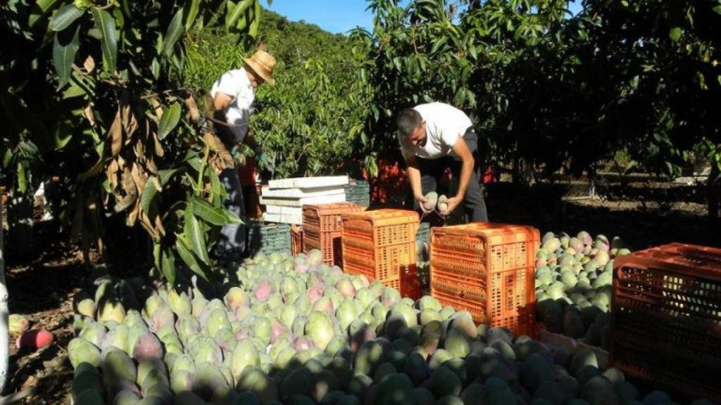 Recogida de mango en Málaga