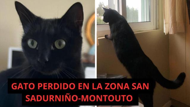 Piden ayuda para encontrar a Floki, un gato perdido en la zona de Montouto, en Santiago