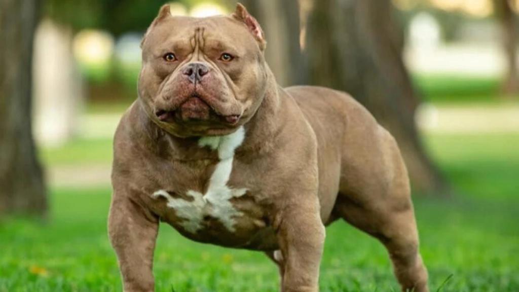 Imagen de un perro American Bully