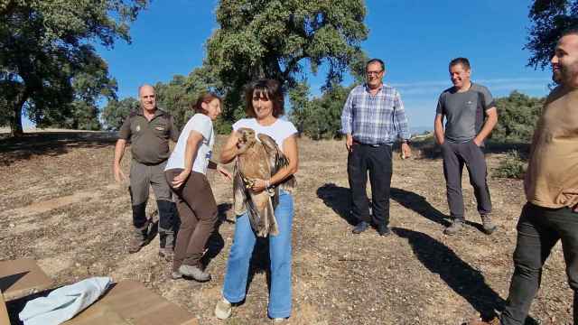 Castilla-La Mancha consolida la recuperación del águila imperial ibérica