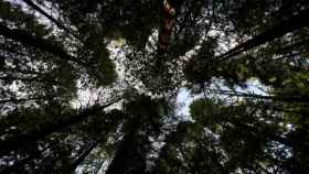 ¿Por qué hay un bosque de secuoyas en Cantabria? Te contamos el motivo y dónde se encuentra