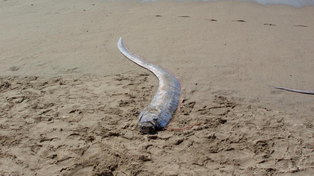 Ejemplar de pez remo en una playa de México