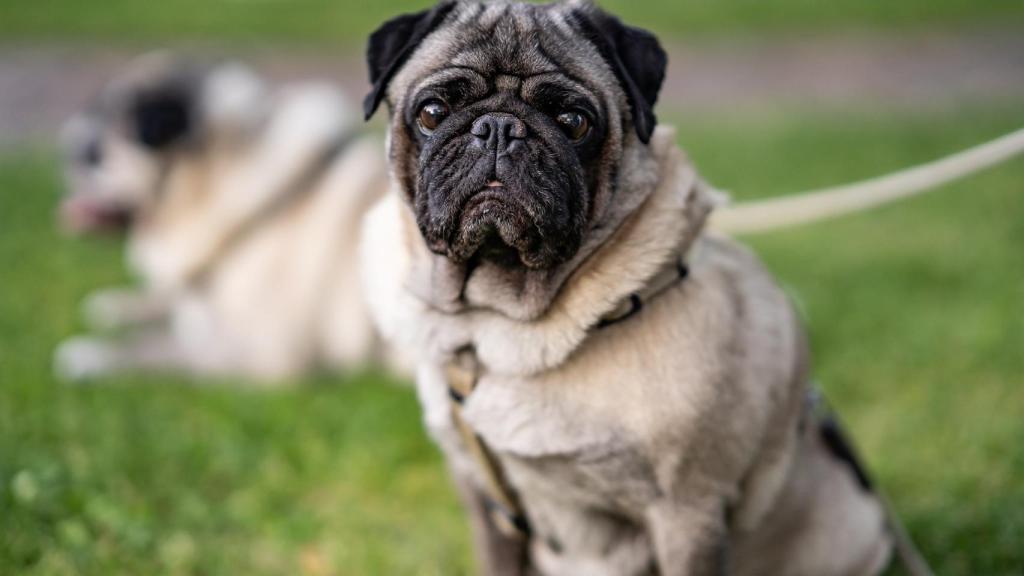 Carlino o pug