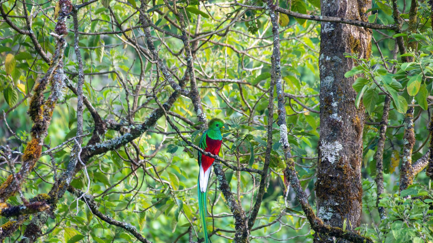 Un ejemplar de quetzal resplandeciente en San Gerardo de Dota, Costa Rica.