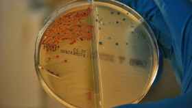 Bacterias resistentes a los antibióticos aisladas.