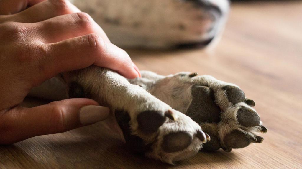 Estas son las razas de perros que los veterinarios recomiendan no tener