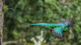 Imagen de un quetzal en pleno vuelo.
