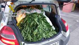 Plantas de marihuana incautadas en Cangas do Morrazo.