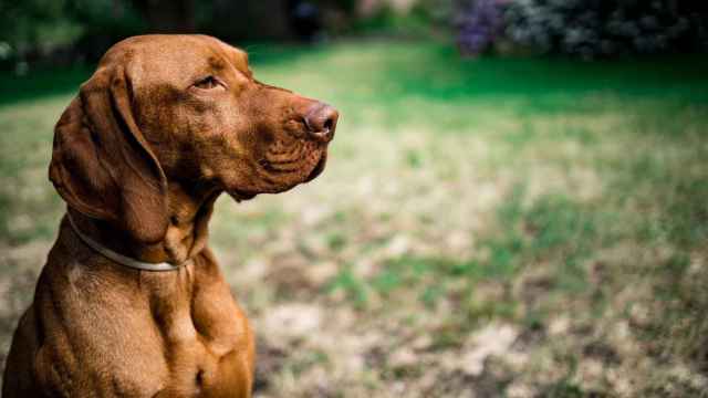 Los 10 mejores collares antipulgas para perros del 2023