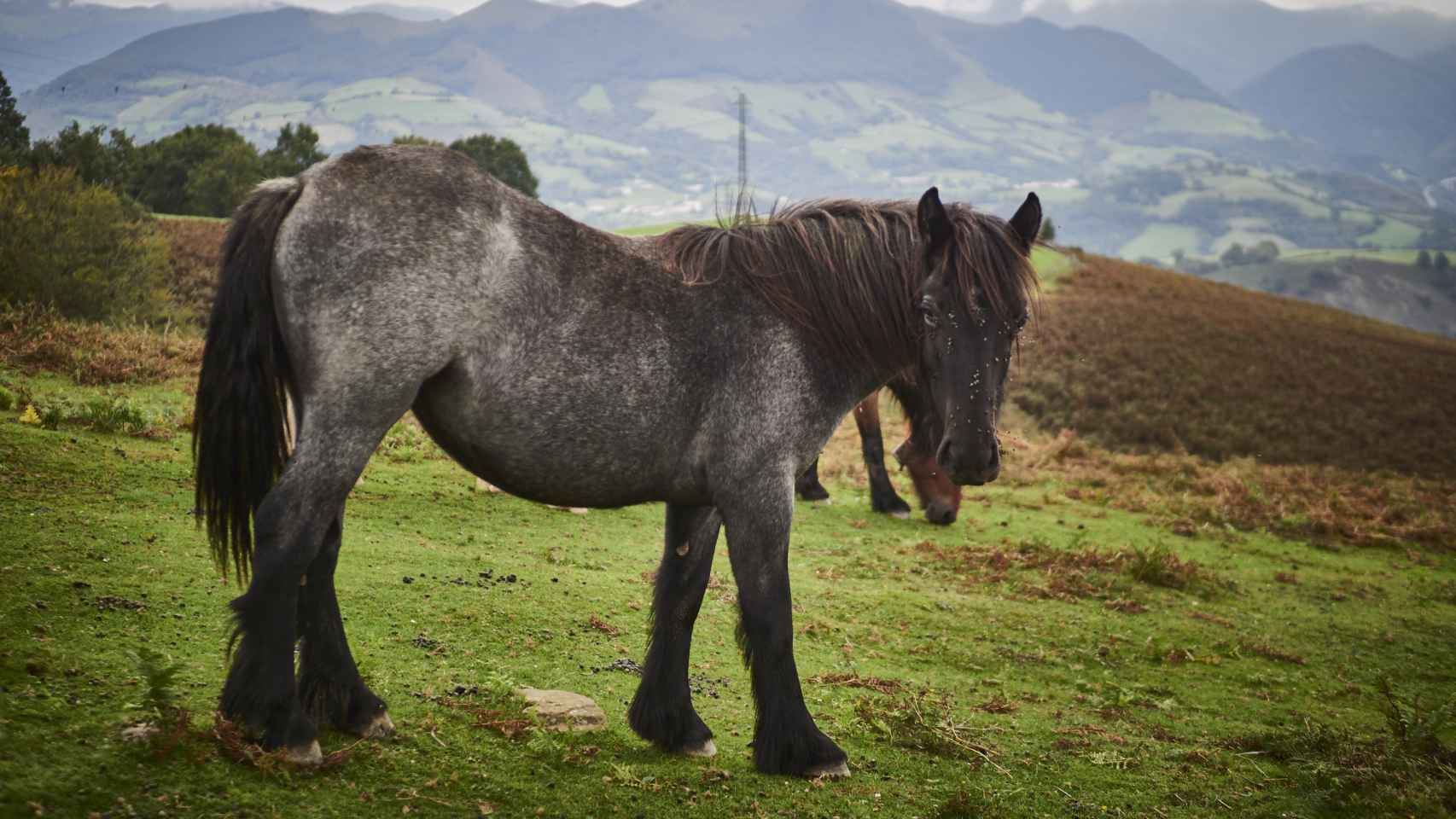 Un caballo en el Valle del Baztán en Navarra, la comunidad con mejor medio ambiente.