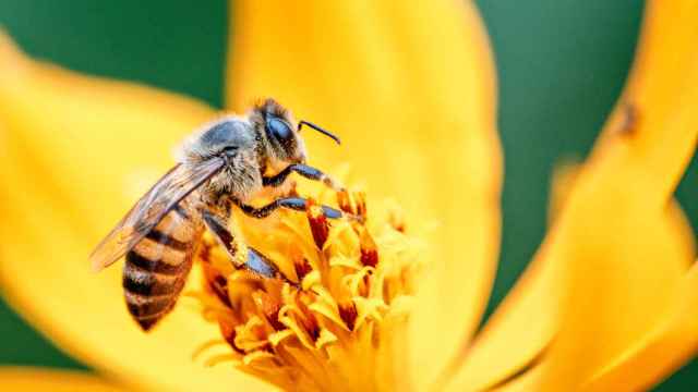 ¿Por qué son tan importantes las abejas para las personas?: Conoce su función en el planeta y el motivo de su peligro de extinción