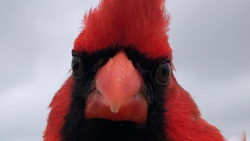 Un ejemplar de cardenal norteño en San Antonio (Texas, EEUU).