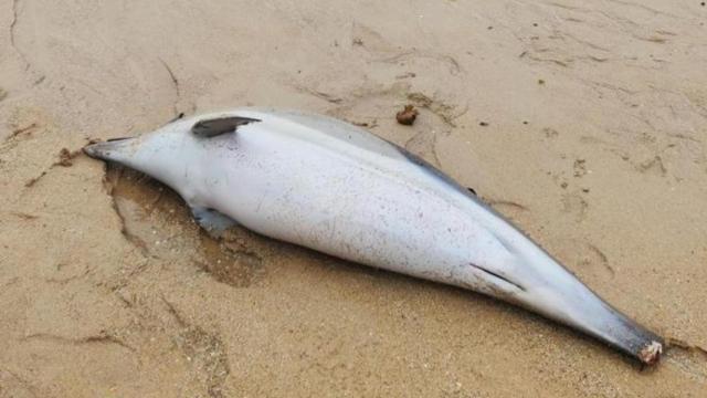 Aparece un delfín muerto en la playa de Adormideras.