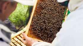 Panal de abejas en una foto de archivo.