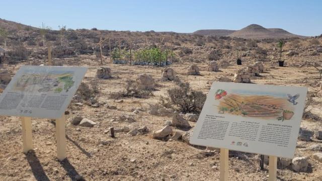 Las uvas milenarias que volverán a crecer en el desierto de Israel