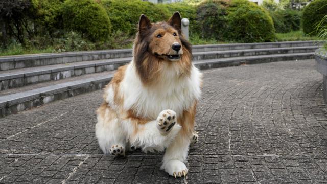 Toco, el influencer japonés que se siente un border collie