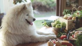 Mantener la salud bucodental de los perros es fundamental para su bienestar.