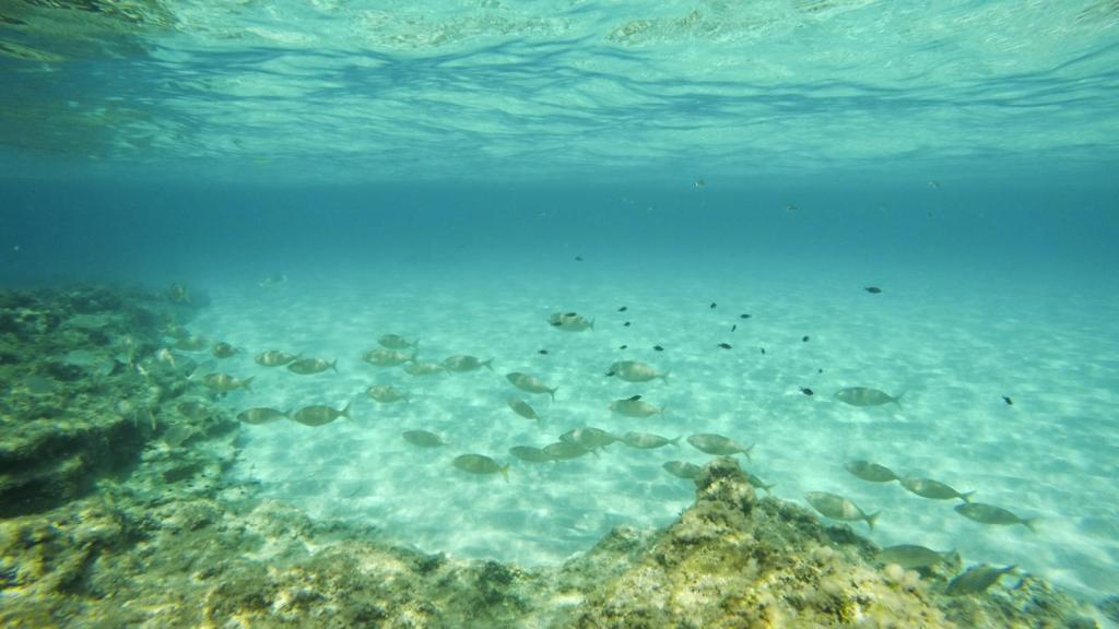 Imagen submarina en Formentera Baleares España