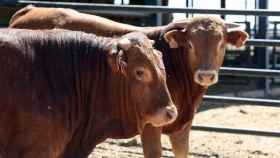 Más de 4.100 ganaderos de Castilla-La Mancha cobrarán este mes las ayudas de la sequía