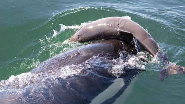 Una orca acosando a una marsopa en el Mar de Salish .