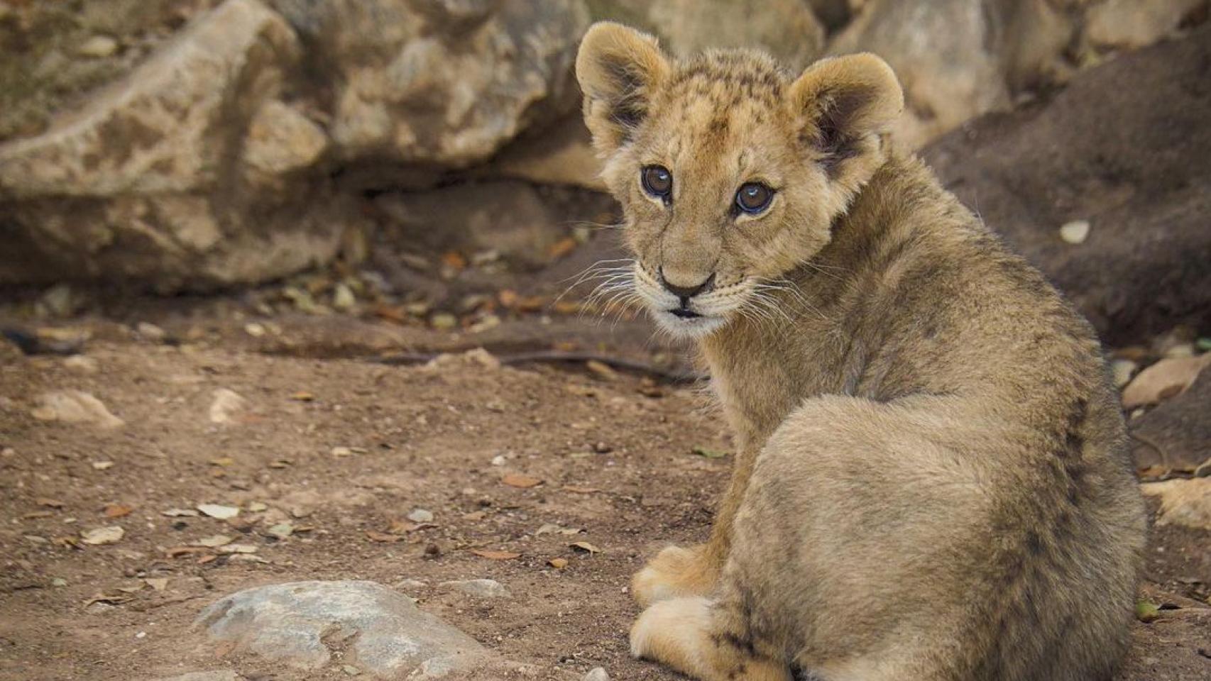 Una cría de león en el Safari Aitana.