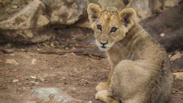 Una cría de león en el Safari Aitana.