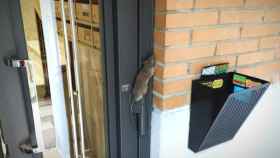 Una rata a las puertas de un portal en Arganzuela.