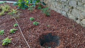 Plantas robadas en Oleiros (A Coruña).