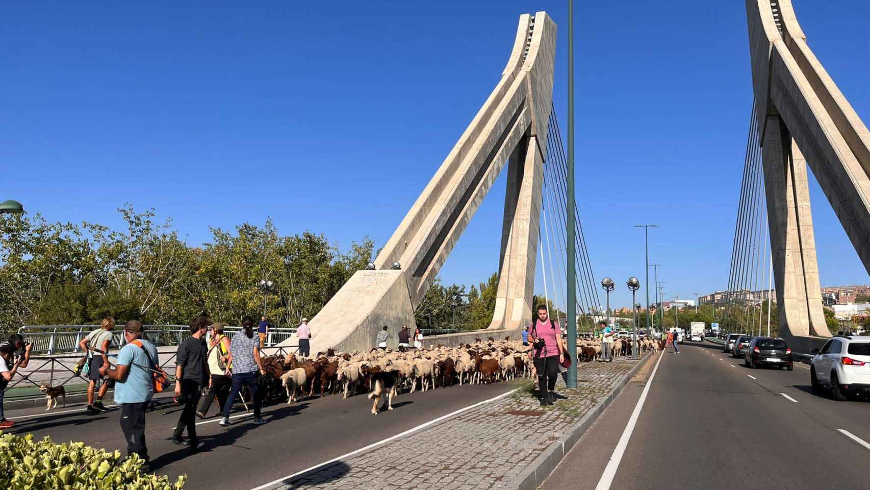 Las cabras y ovejas atravesando uno de los puentes de Valladolid