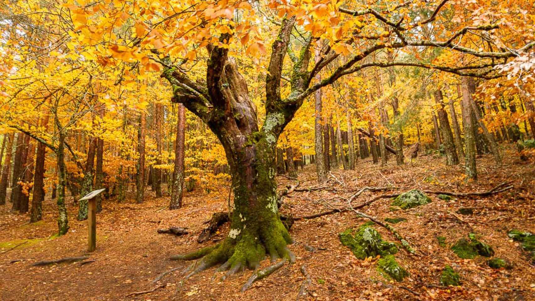 Conoce la ruta de senderismo más bonita cerca de Madrid: recorre uno de los bosques más antiguos de Europa.